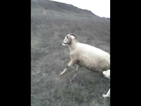 Видео: НЛО усука следите и открадна стадо овце - Алтернативен изглед