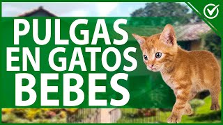 ¿Cómo QUITARLE las PULGAS a un GATO bebé?  Tratamiento y remedios caseros