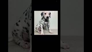 Dalmatian ⚫️⚪️🔲🔳