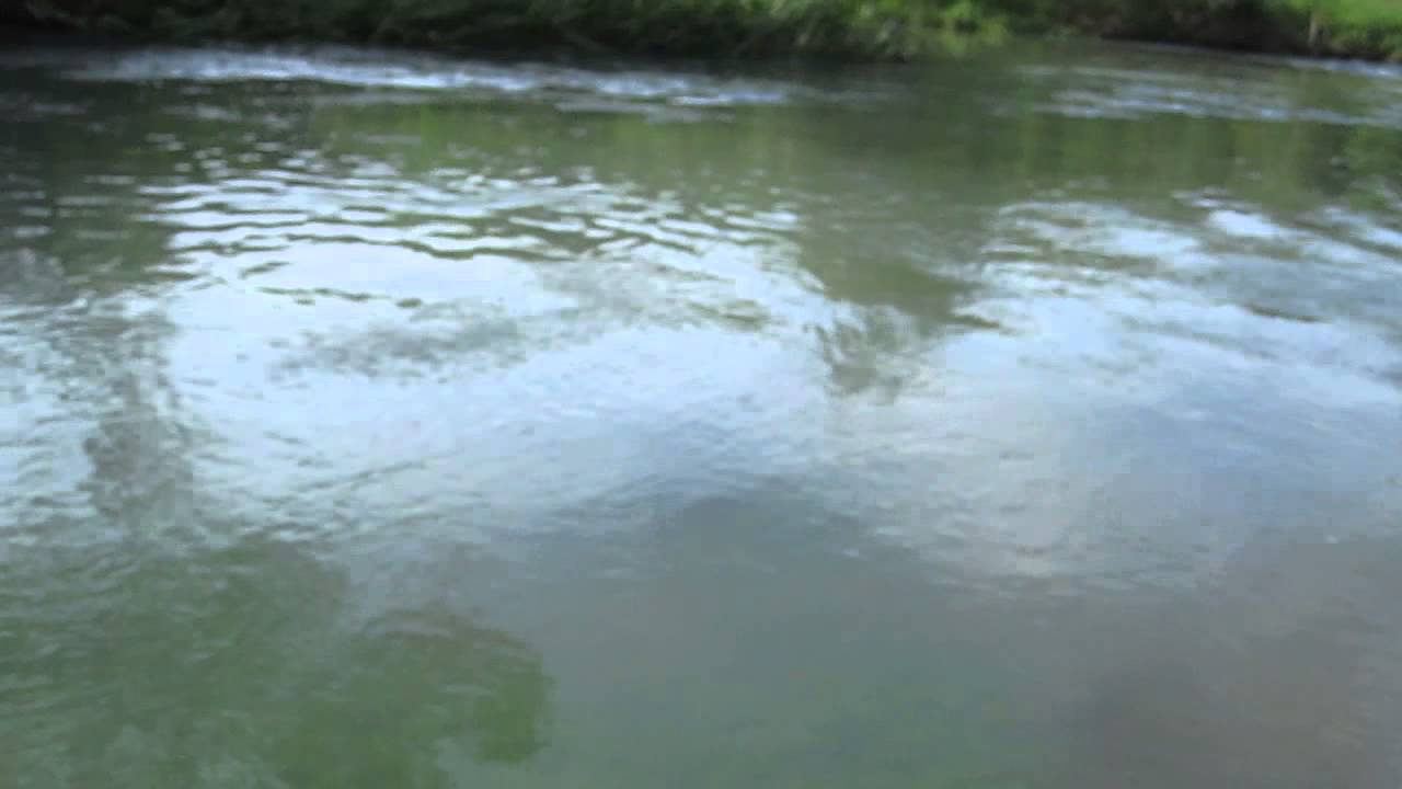 Daiwa SS Air 8.1L & Tenryu Rayz RZ56L-BC trout fishing