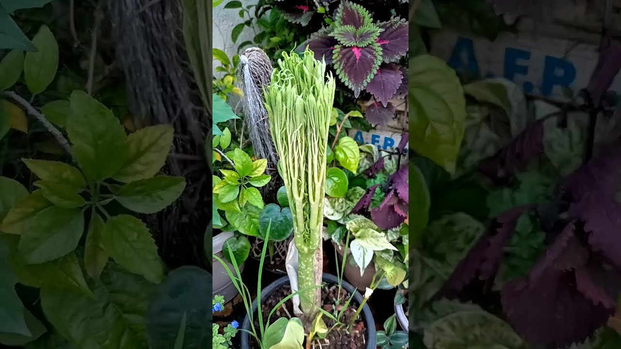 Elephant Foot Yam Timelapse Jimikand Suran Motivation Inspiration Viralvideo Shortsfeed Yt