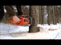 Cutting Small Firewood Tree
