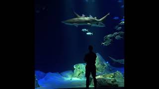 Beyond the Zoo at Ocean Wonders: Sharks! | New York Aquarium