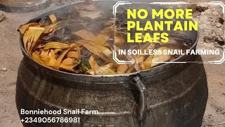 Shocking Truth About Soilless Snail Farming: Plantain Leaves Extinct?!