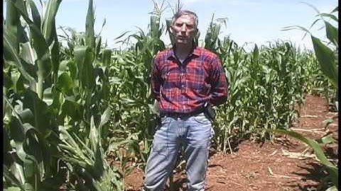Corn Rootworms and Their Damage