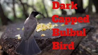 CaT TV 50~ Watch a video of Birds Bonanza from Africa Feeding in a Game Reserve in South Africa.