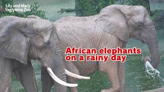 African Elephants at Yagiyama Zoo] Everyday Life of the Elephants