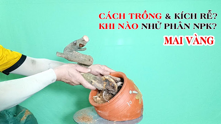 Hỏi nên bón phân hửu cơ nào cho mai vàng năm 2024