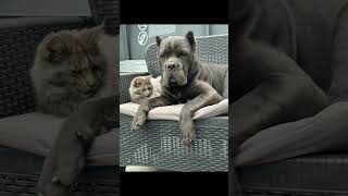 Дружба кота и собаки #юмор #canecorso #dog #cat