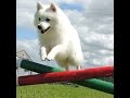 Japanese Spitz Agility の動画、YouTube動画。