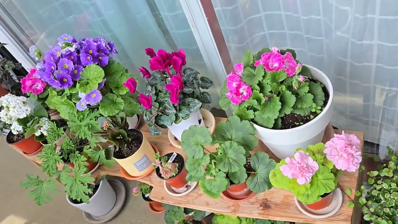 꽃피는 봄사월 화려한 베란다 제라늄 델피움 등 [베란다 화초들]