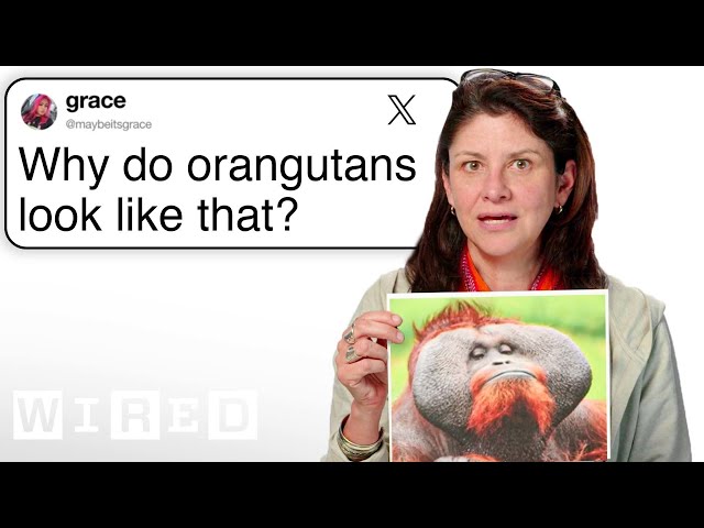 Primatologist Answers Ape Questions From Twitter | Tech Support | WIRED class=