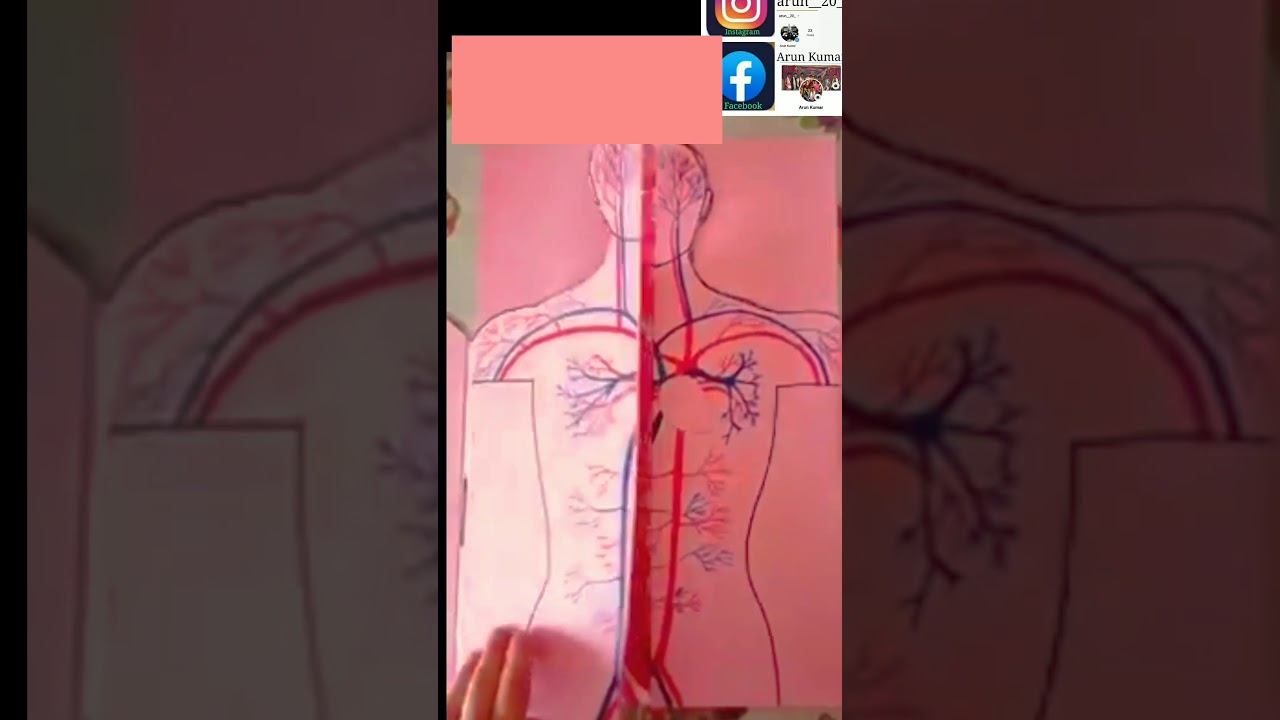 Wonderful figure of Internal human body parts in the chartpaper - YouTube