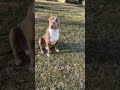 #pitbull #youtubeshorts #youtube