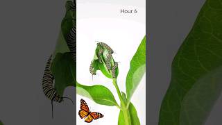 Caterpillars Eat a Whole Milkweed Plant