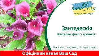 Зантедескія: Квіткове диво з тропіків. Ваш сад