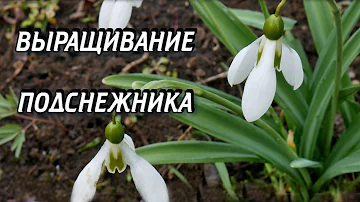 Галантус - Подснежник Выращивание и Уход - Подснежник в Саду