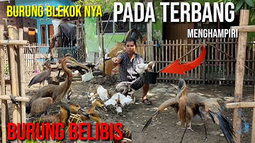Burung belibis dan blekok sawah semua pada jinak. @bayhaqipetualang6664