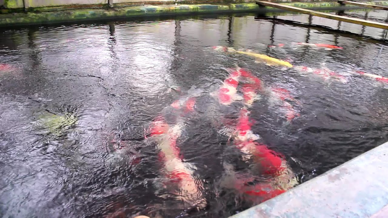 유튜브 최초 방문기 - 광릉금리원 비단잉어 양식장 방문