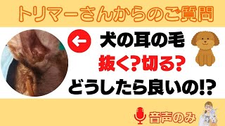 トリマーさんからのご質問！犬の耳の毛は抜く？切る？