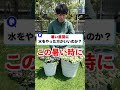 暑い日の昼間に水やりしない方がいい？#shorts