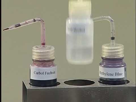 Ziehl–Neelsen Stain — video thumbnail