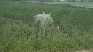 Rollo I Nacho Bulterier Miniaturowy I Cane Corso Nacho