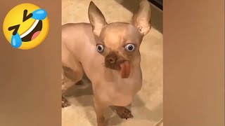 Funny Dogs And Cats Videos 2024 😅 - Best Funniest Animal Videos Of The week #1 by Yuppy Pets 10 views 4 months ago 10 minutes, 32 seconds