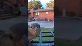 #Funny #sling blade #biscuits #birds