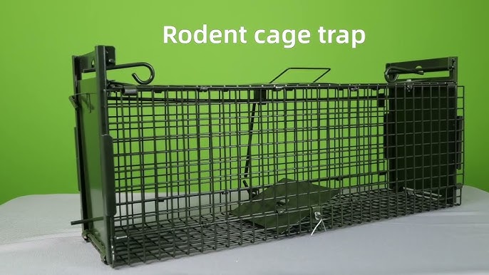 Humane Way Folding 32 Inch Live Humane Animal Trap - Safe Traps for All  Animals - Raccoons, Cats, Groundhogs, Opossums - 32x10x12