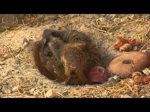 From Lonely Lilly to busy Meerkat mum!