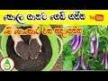 ගෙවතු වගාව / කොල ගානට ගෙඩි හැදෙන පොහොර එක /  compost  / කාබනික පොහොර / gewathu wagawa sinhala