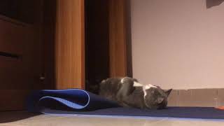 Cat sleeping belly-up on yoga mat