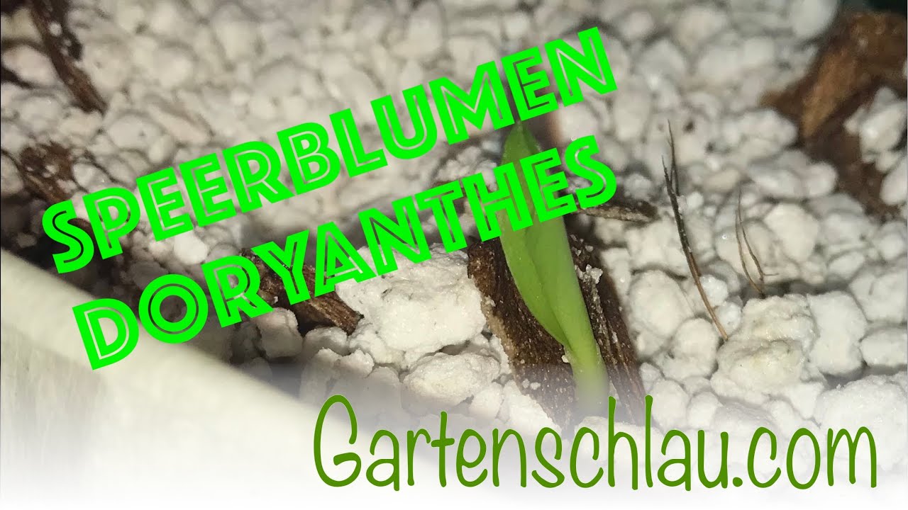 Speerblume aus Samen ziehen: So keimt Doryanthes excelsa