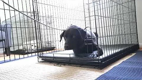 Don’t won’t come out of the crate??