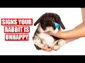 11 Signs Your Rabbit is UNHAPPY! (and What to do about it!)