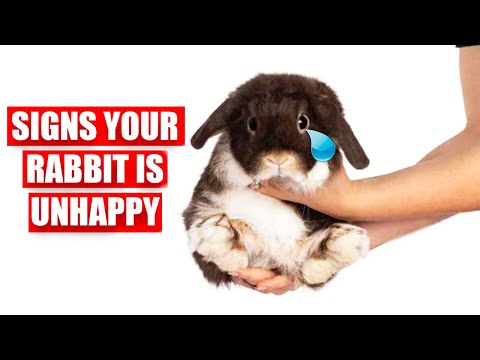 Videó: 4 módszer a kutya bemutatására a nyúlnak