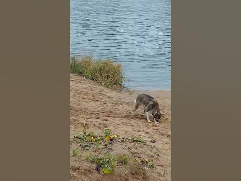 #балу #тэффи #домашниеживотные #прогулка #собакавдоме #путешествие # ...
