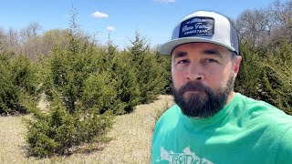 Even the Government Hates Cedar Trees! by Arms Family Homestead 114,484 views 1 month ago 39 minutes