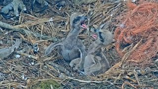 2023-06-01 Chick #2 instigates the first bouts of sibling rivalry! | Boulder County Osprey Cam