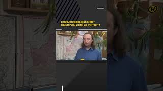Как считают медведей в Беларуси и сколько их  #shortvideo #медведь