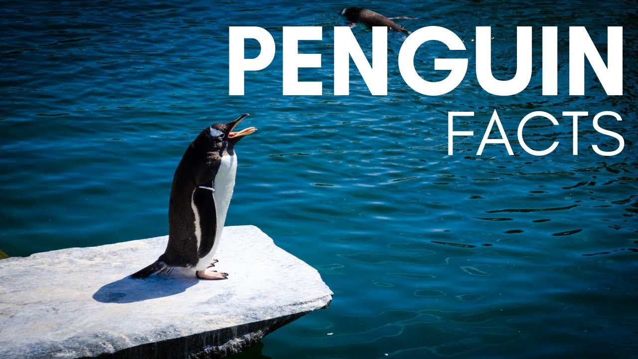 Top 10 Facts About Emperor penguins you didn't know Facts Of Animal