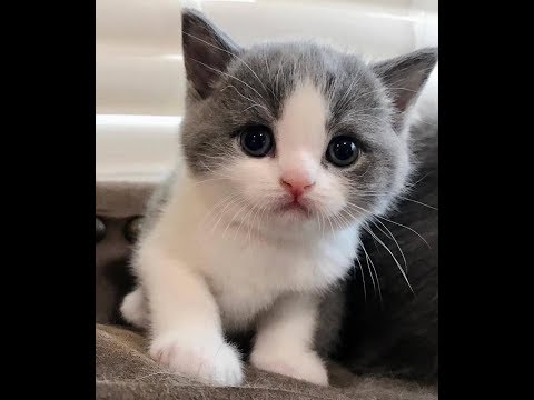 cute-kittens-meowing-and-baby-cats-cute,-funny-cats-wonderful