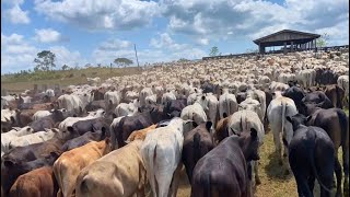 800 CABEÇAS DE GADO RETIRADA DA FAZENDA P/ NÃO M0RRER DE FOME😰