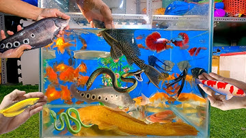 Tổng hợp các loại cá cảnh đẹp, cá rồng, lau kiếng abino, cá nàng hai, cá lia thia, rắn