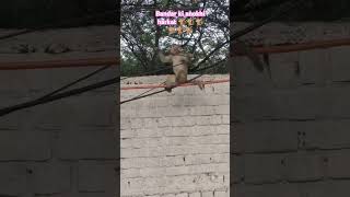 bandar ka video bandar ka video #bandar #monkey #reels #viralshorts #funny #ytshorts