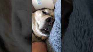 Husky snoring