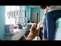 A DAY IN THE LIFE with a PUPPY!