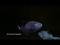 Red toothed Triggerfish (Rare Odonus Niger) HD 1080P