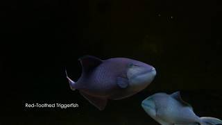 Red toothed Triggerfish (Rare Odonus Niger) HD 1080P